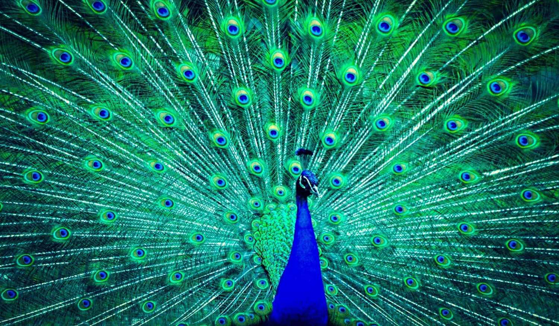 Peacock