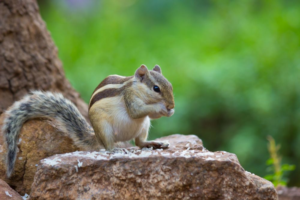 squirrel