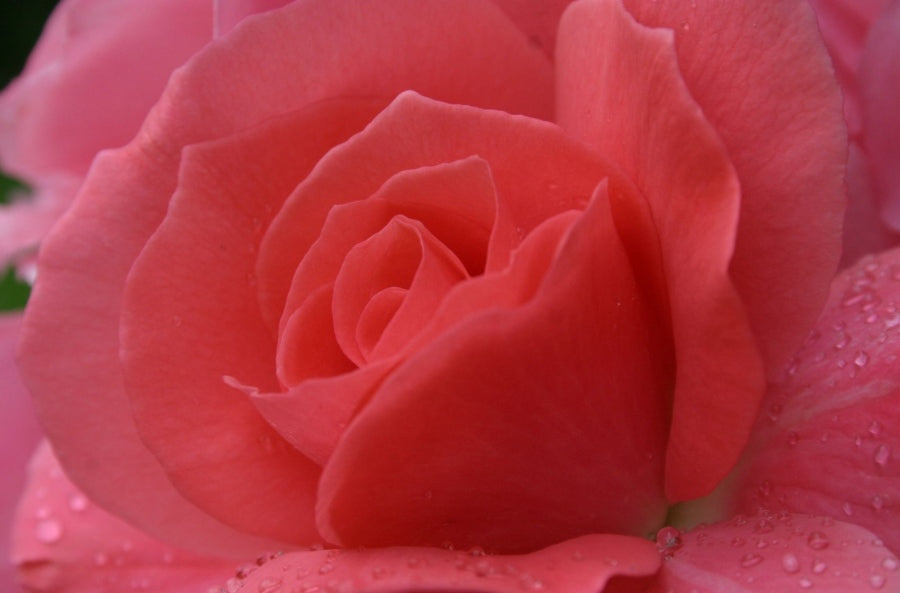 Soft Rose