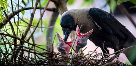 The Story, Half Told