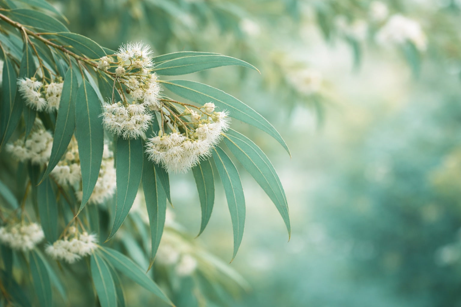 Close-up of eucalyptus leaves and flowers with a blurred green background